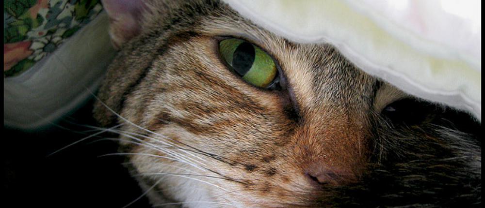 Почему кошка: 12 кошачьих почему