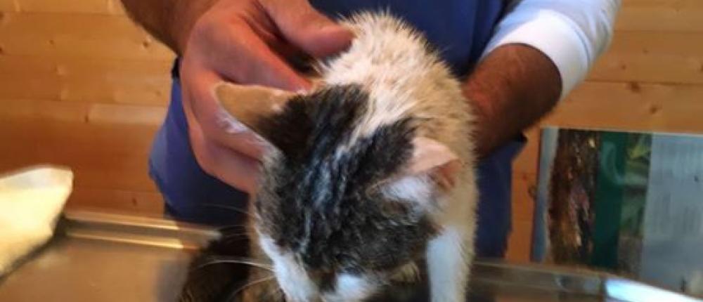 Кошка спасена из руин через неделю после землетрясения в Италии