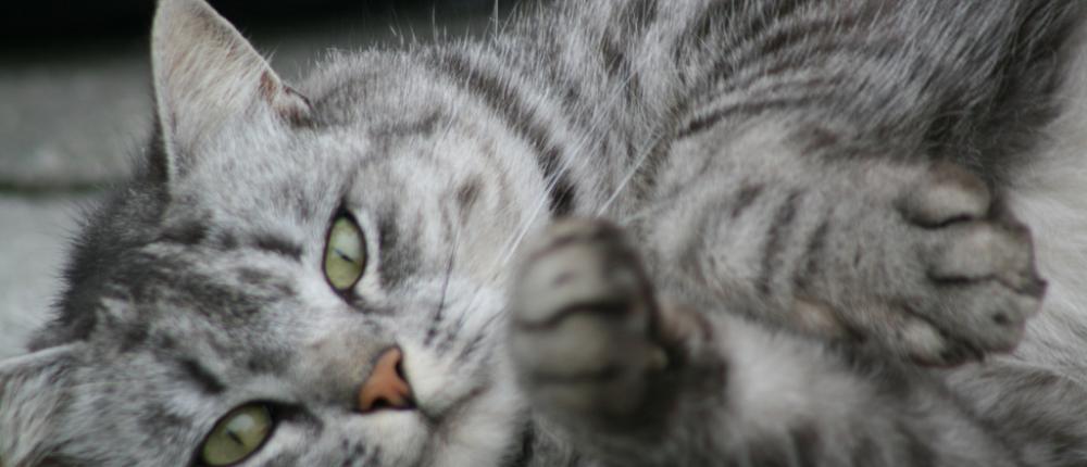 5 мифов о стерилизации кошек