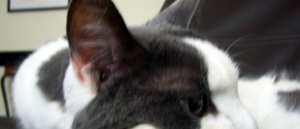 Гипертиреоз кошек: виновата пыль