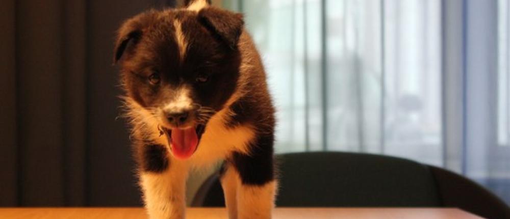 В норвежском консульстве в Мурманске появился щенок-дипломат