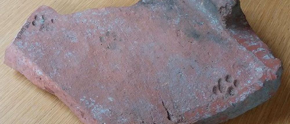 Найден отпечаток кошачьей лапы возрастом в 2000 лет