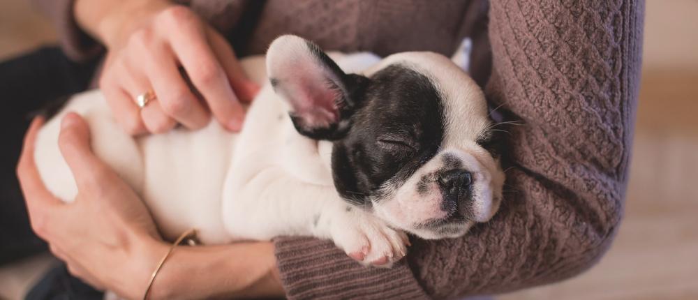 Привязанность к владельцу улучшает сон у собак