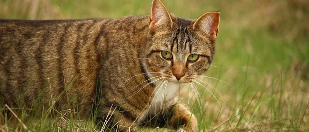 Анализ ДНК показал, как кошки завоевали мир