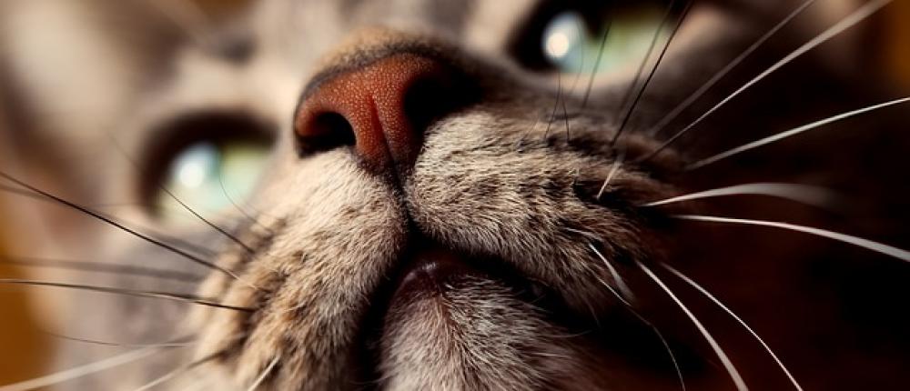 У кошек появился новый диагноз: усталость усов