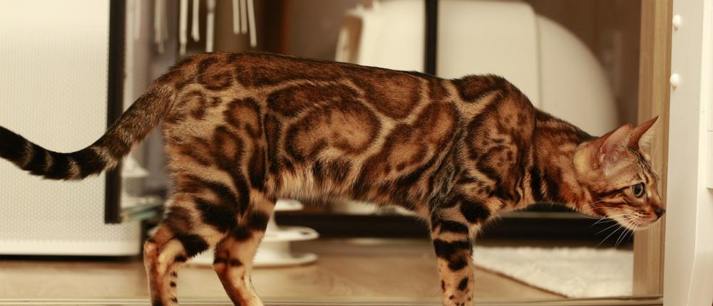 Ученые раскрыли тайну окраса бенгальских кошек
