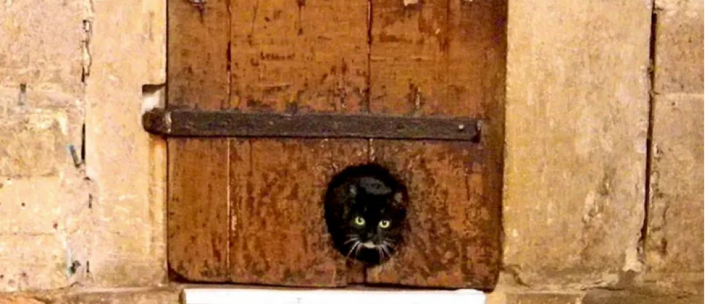 Самая старая кошачья дверка находится здесь
