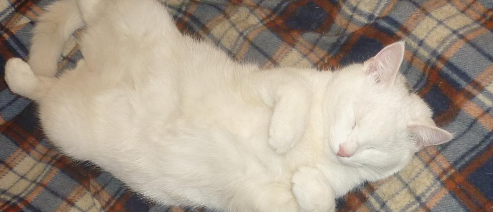Айс: снежный котенок из пурги