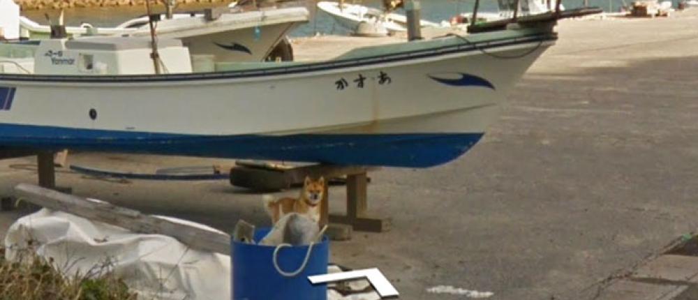 В Японии собака «испортила» все кадры Coogle Street View
