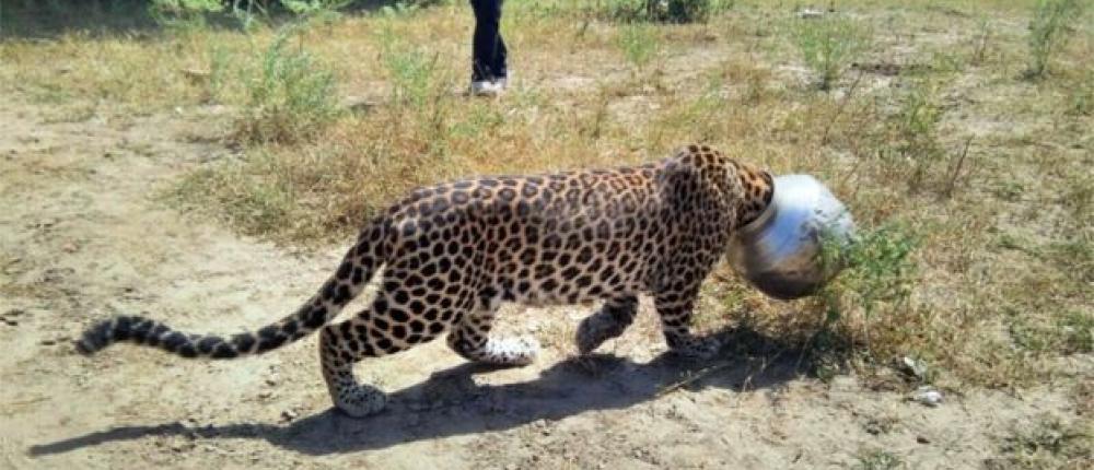 В Индии леопард застрял головой в бидоне