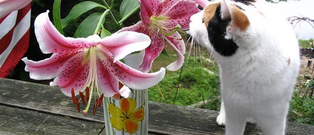 Ветеринары предупреждают: лилии смертельно опасны для кошек