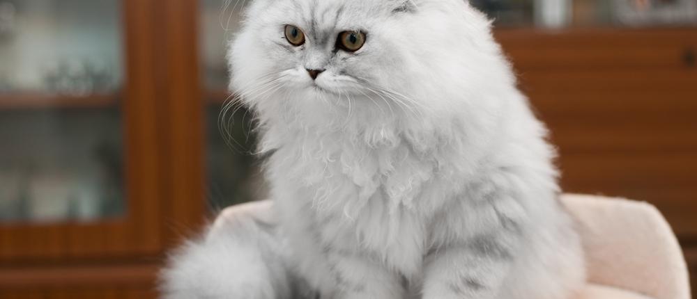 Персидская кошка: особенности содержания