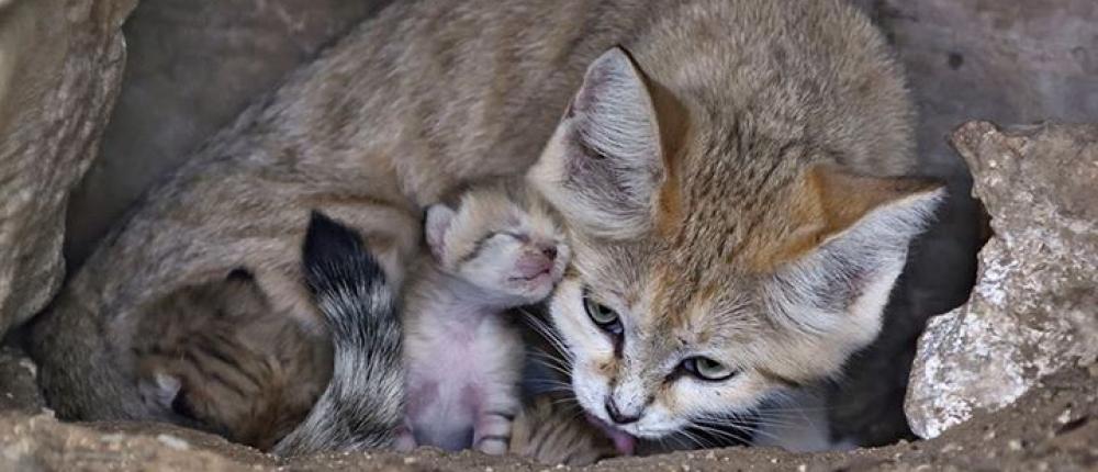 Редчайшая песочная кошка в неволе родила троих котят