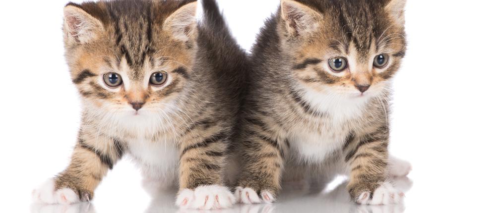 Ученые описали синдром подмены кота
