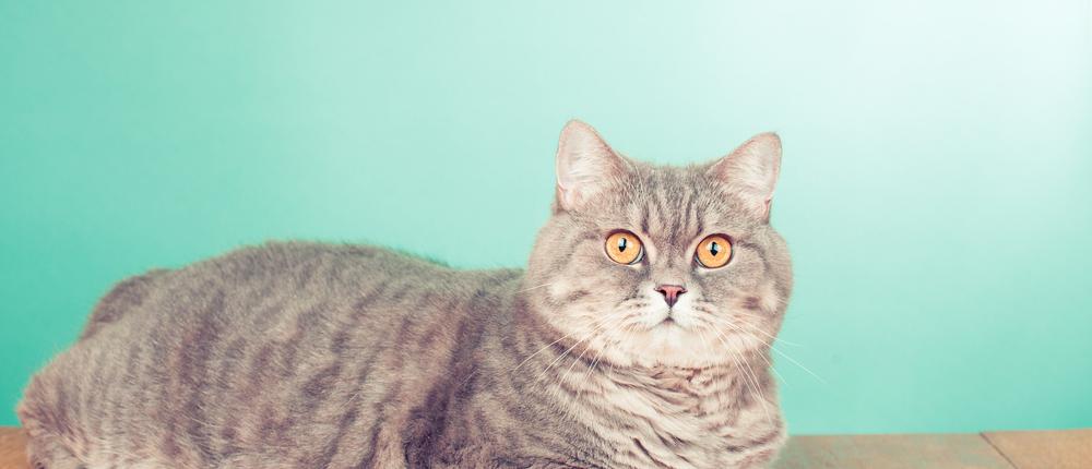Стерилизация кошек: популярные вопросы