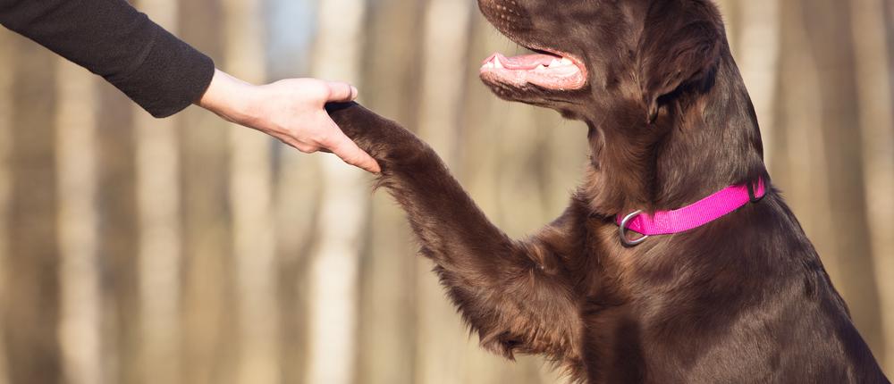 7 главных вещей, которым нужно обучить собаку
