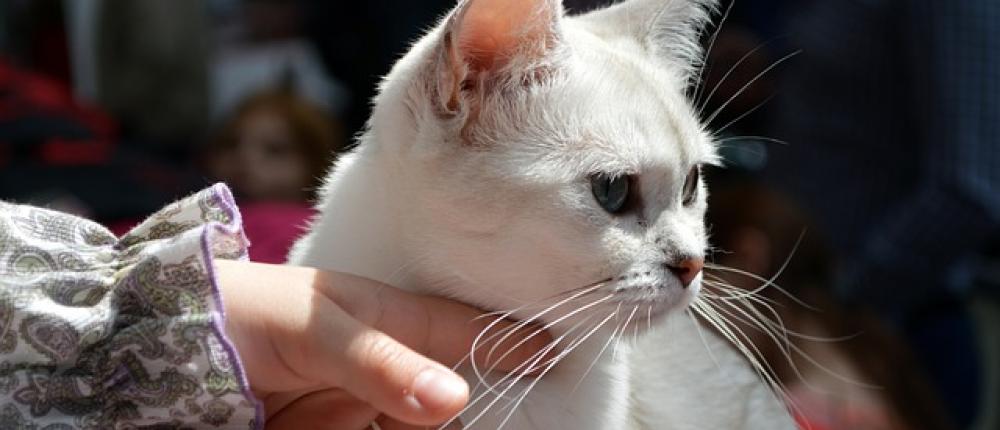 Ученые рассказали, почему кошки любят, когда их гладят по голове