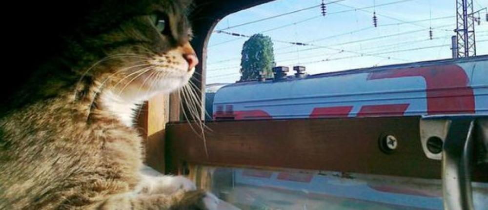 Изменены правила провоза животных в поездах