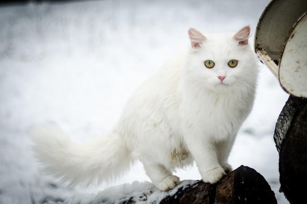 Белые Кошки Фото Порода