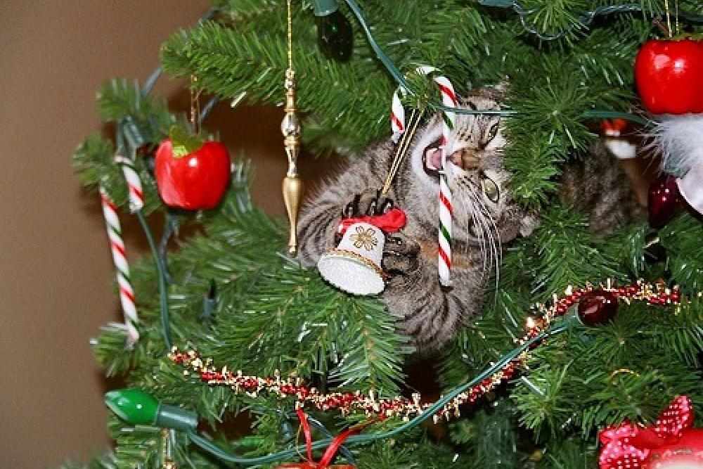 Смешные Животные Новый Год Смешные Животные Новый Год