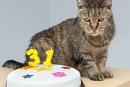 31-летний кот претендует на звание старейшего кота планеты