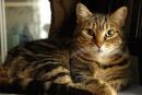 Прививки для кошек: делать или нет