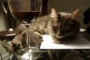 Американцы создали вино для кошек