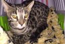 Бенгальская кошка, разгромившая бутик Аэроэкспресса, возвращается домой