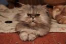 Женщина из Челябинска приютила 60 персидских кошек