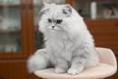 Персидская кошка: особенности содержания