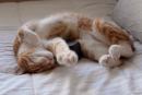 Музыкант и ученый написали специальную музыку для котов