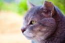 Гипертиреоз у кошек: симптомы, лечение и профилактика