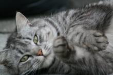 5 мифов о стерилизации кошек