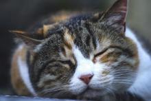 Польза кошек для здоровья: 10 фактов
