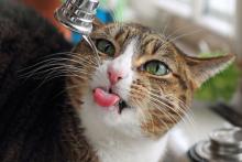 Кошка не пьет воду: опасно ли это