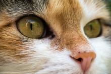 Вирусный лейкоз кошек: обзор болезни