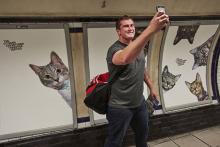 В лондонском метро появилась станция, посвященная кошкам