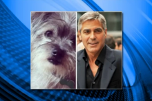 Джордж Клуни и его жена Амаль взяли из приюта собаку-инвалида