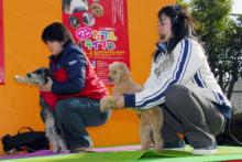 В Гонконге побит мировой рекорд по занятиям йогой с собаками