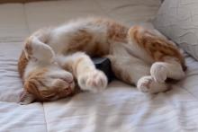 Музыкант и ученый написали специальную музыку для котов