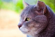 Гипертиреоз у кошек: симптомы, лечение и профилактика