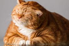 Кот, весивший 19 кг, ставит рекорд похудения