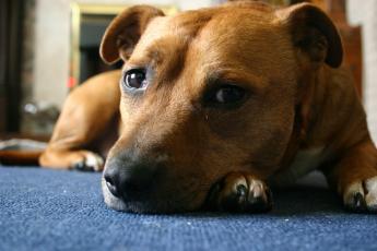Здоровье собаки: 22 тревожных симптома