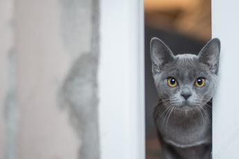 Почти полторы тысячи россиян пообещали проверить здоровье своих кошек