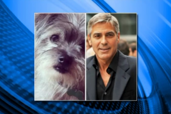 Джордж Клуни и его жена Амаль взяли из приюта собаку-инвалида