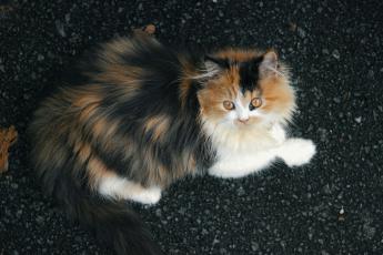 Трехцветные кошки: приметы, фото, разновидности 