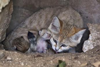 Редчайшая песочная кошка в неволе родила троих котят