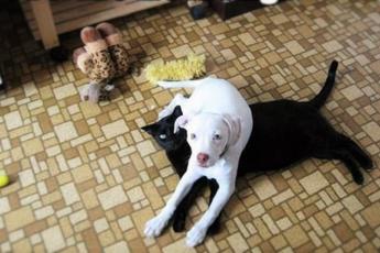 Собака села на кота: 12 смешных фотографий