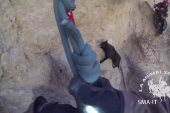 Невероятное спасение кота с 30-метровой высоты