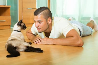 12 вещей, которые должны быть в доме каждого владельца кошек
